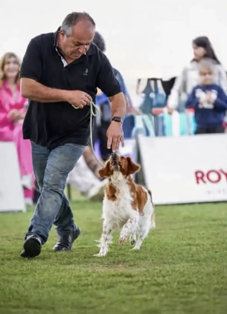 Dog trainer Andreas Demetriou handling a Brittany spaniel in the show ring in Cyprus