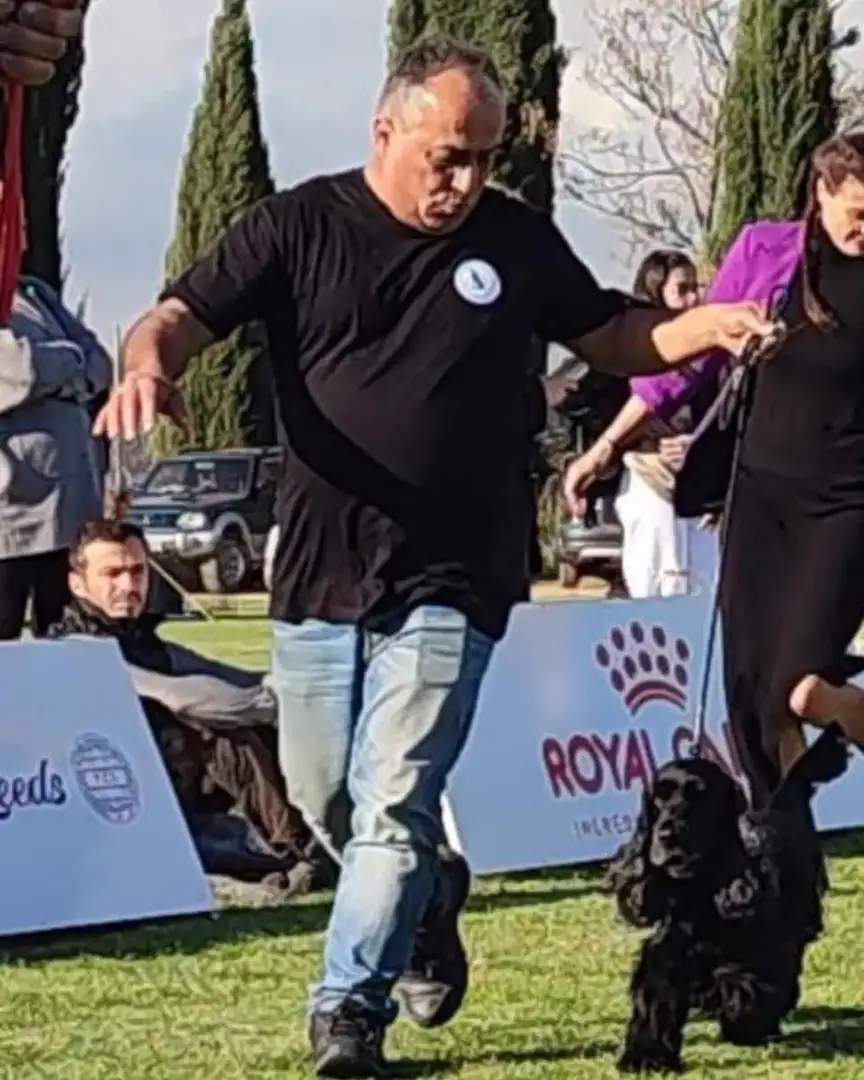 Andreas Demetriou moving a Cocker Spaniel in the show ring