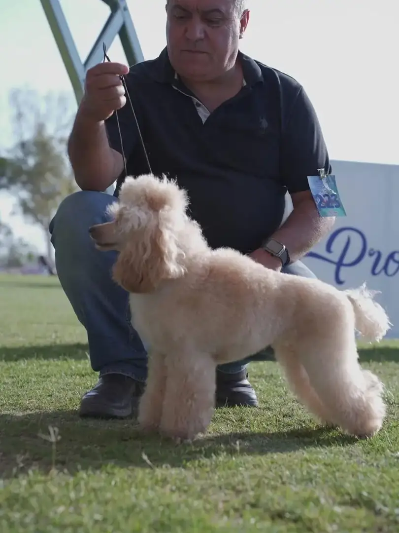 Show dog handling — presenting a Poodle in the ring