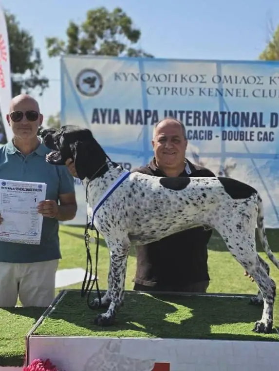 English Pointer on the first-place podium at the Ayia Napa International Dog Show, October 2025