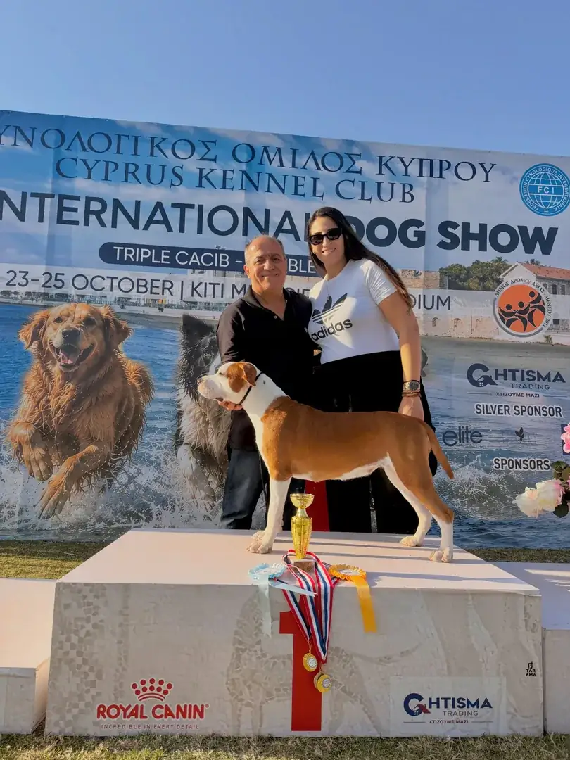 Prada King of Montenegro, an American Staffordshire Terrier, on the first-place podium with her owner and Andreas Demetriou in Kiti, October 2026