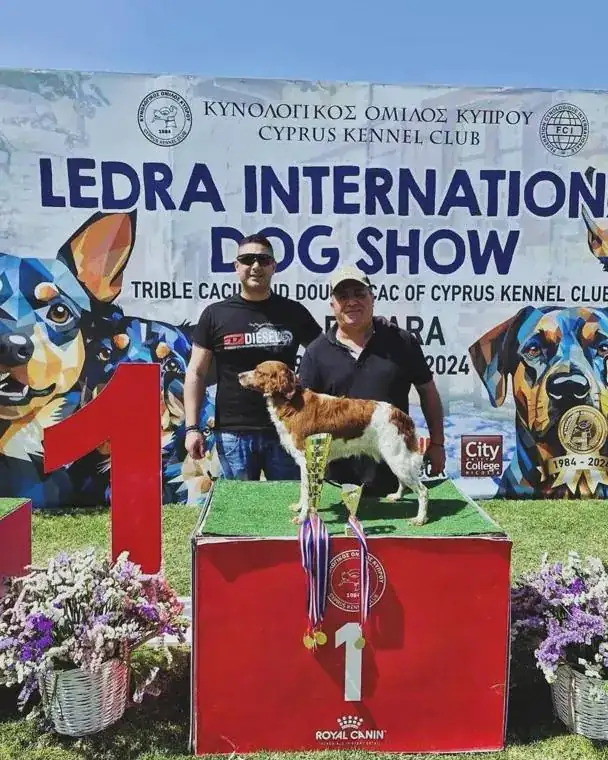 Brittany on the first-place podium with medals at the Ledra International Dog Show in Lefkara, March 2024