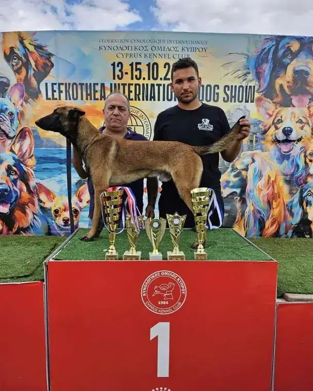 Belgian Malinois on the first-place podium with trophies at the Lefkothea International Dog Show 2023