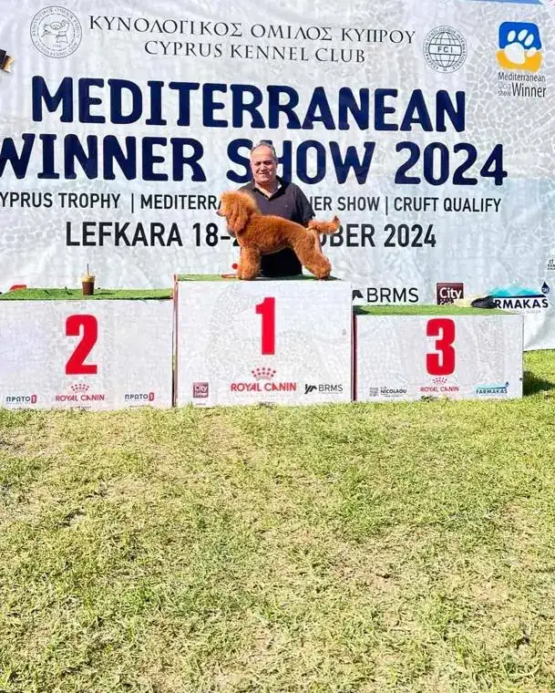 Poodle on the first-place podium at the Mediterranean Winner Show 2024 in Lefkara