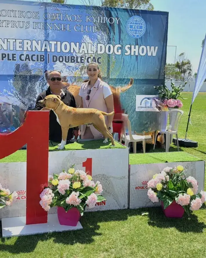 Simba with his Best Puppy of Breed rosette at the Ayia Napa International Dog Show 2025