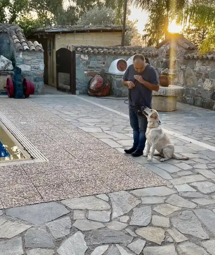 Sky the Labrador in a training session with Andreas